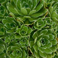 Saxifraga  'Canis-dalmatica'